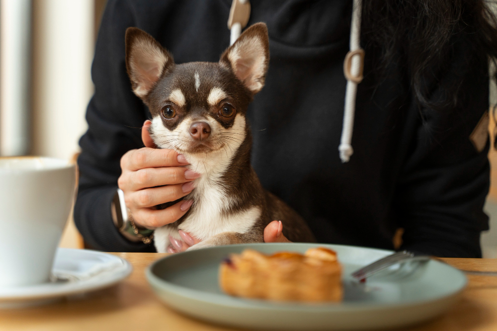 Chihuahua Looking Up at Dining Table