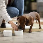 Chihuahua Sniffing Food Bowl