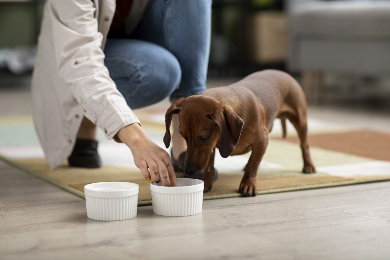 Chihuahua Sniffing Food Bowl